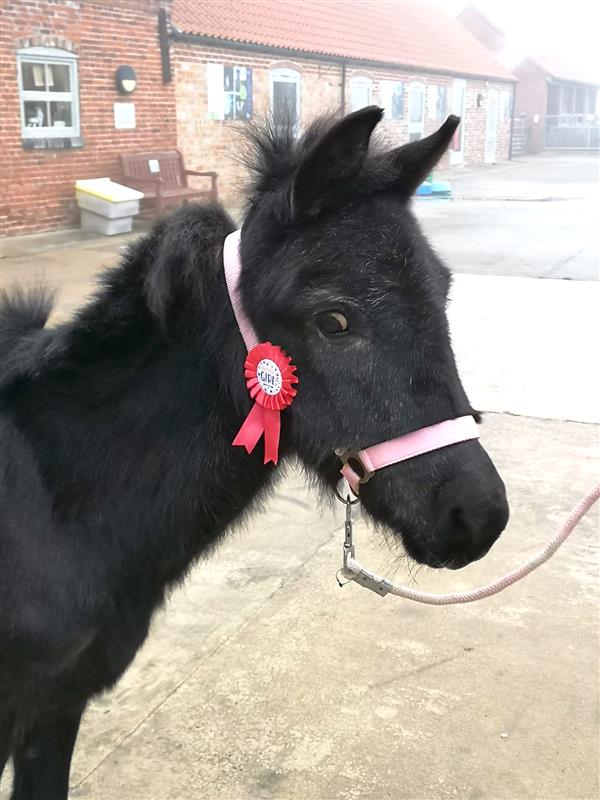 small black mule wearing a pink headcollar with a birthday badge attached