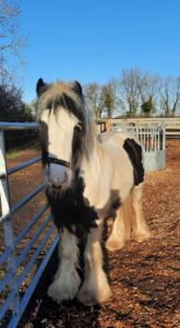 Stig is now safe at Bransby Horses