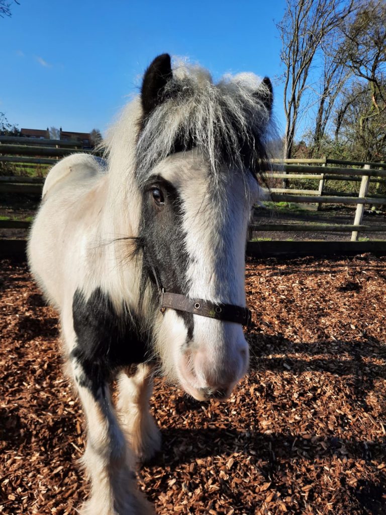 Black and white pony
