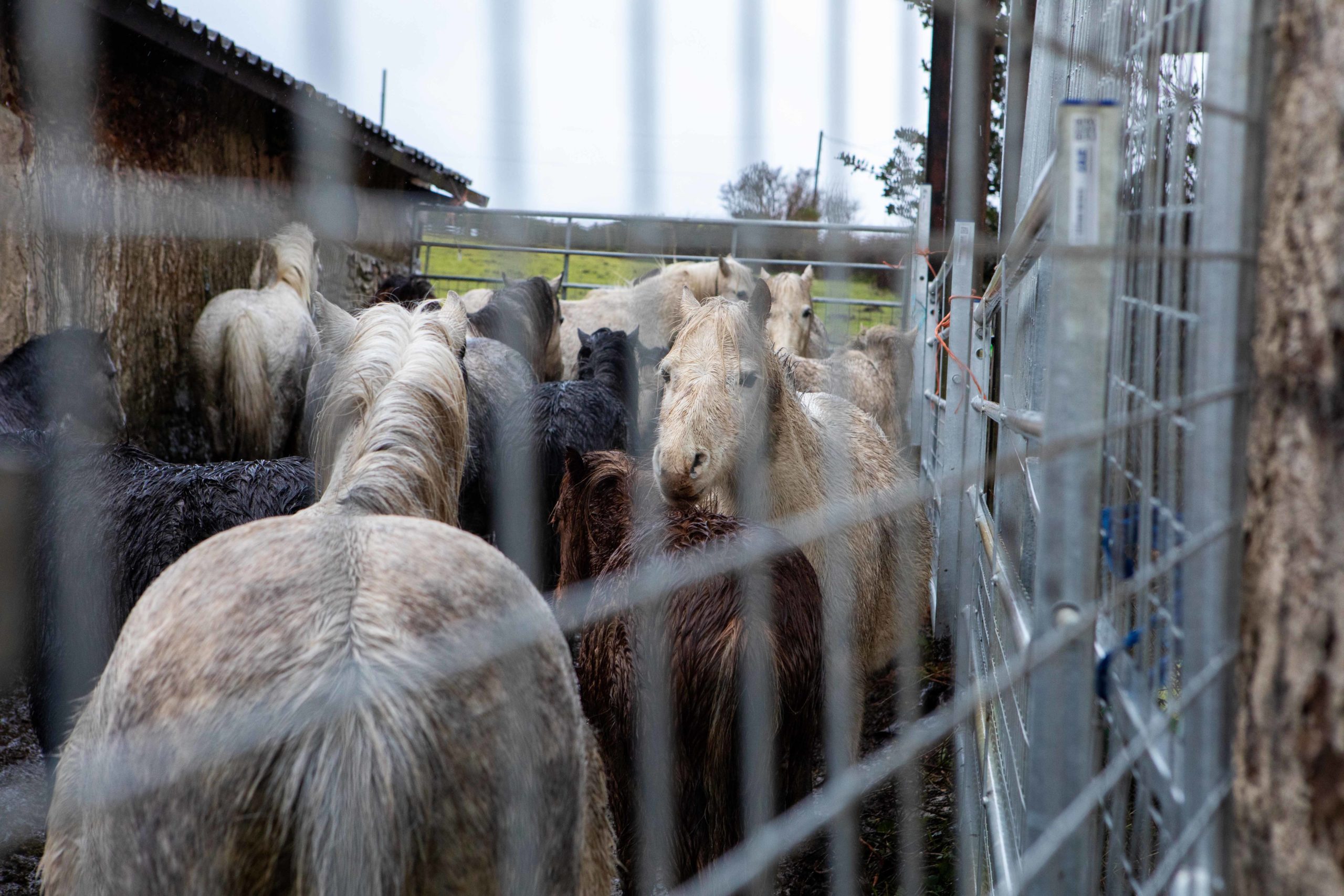 Round pen of some of the ponies being rescued
