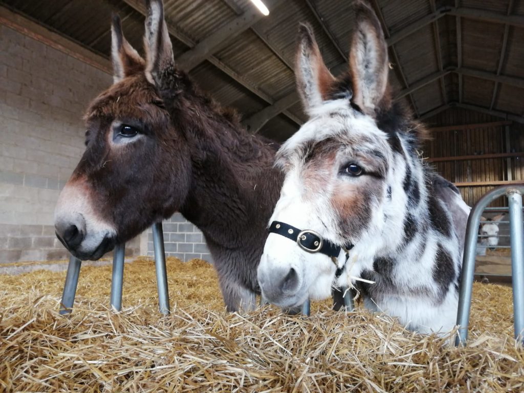 brown donkey stood next to a skewbald donkey in a large barn