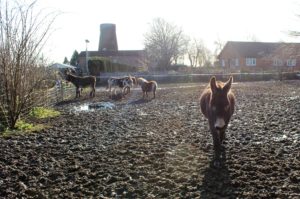 Donkeys and ponies in muddy conditions