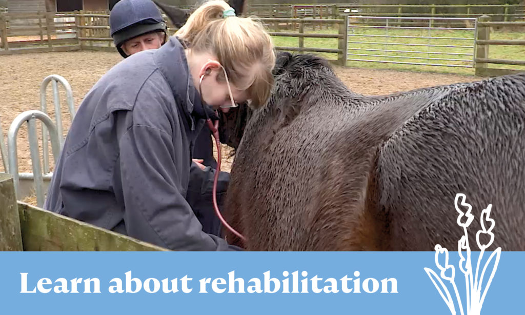 Learn about rehabilitation