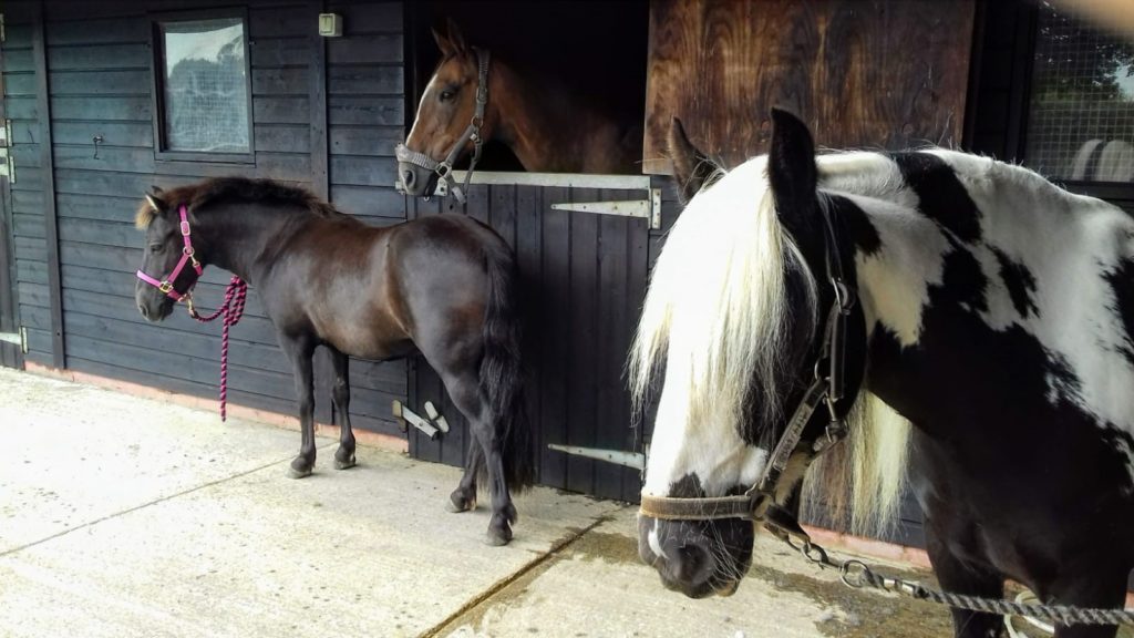 black and white cob at forefront of image, a brown pony is tied up in the background in front of a stable holding a bay horse