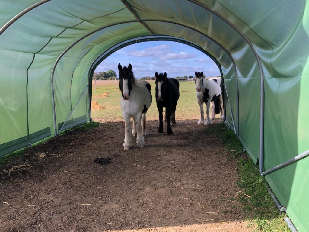 Polytunnels provide shelter from all weather.
