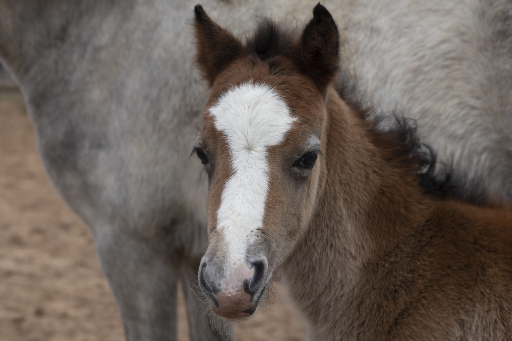 grey/brown foal with a white nose stood next to mum and looking at the camera