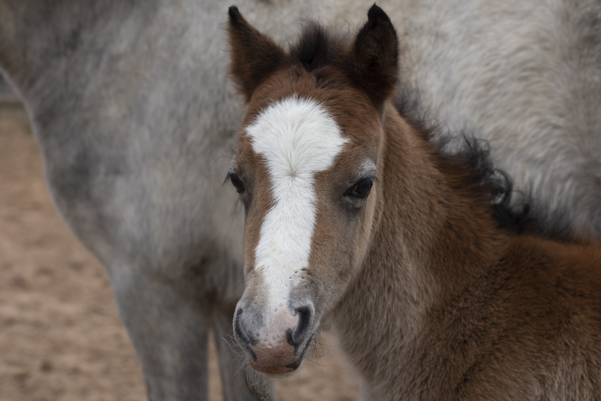 grey/brown foal with a white nose stood next to mum and looking at the camera