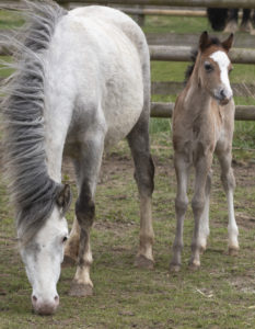 Mare and foal