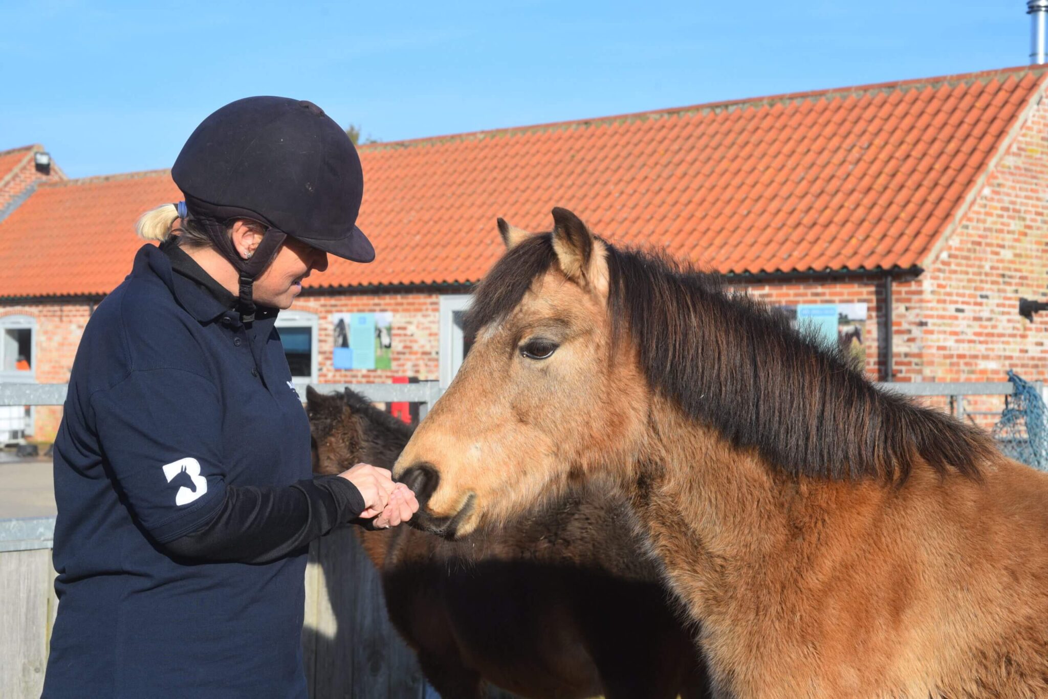 member of staff letting a pony sniff their hands