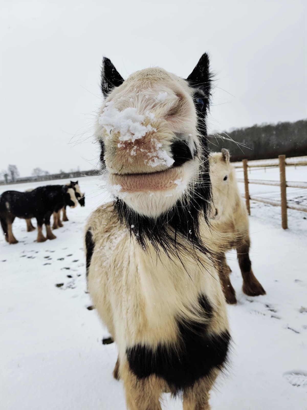 Snowy pony