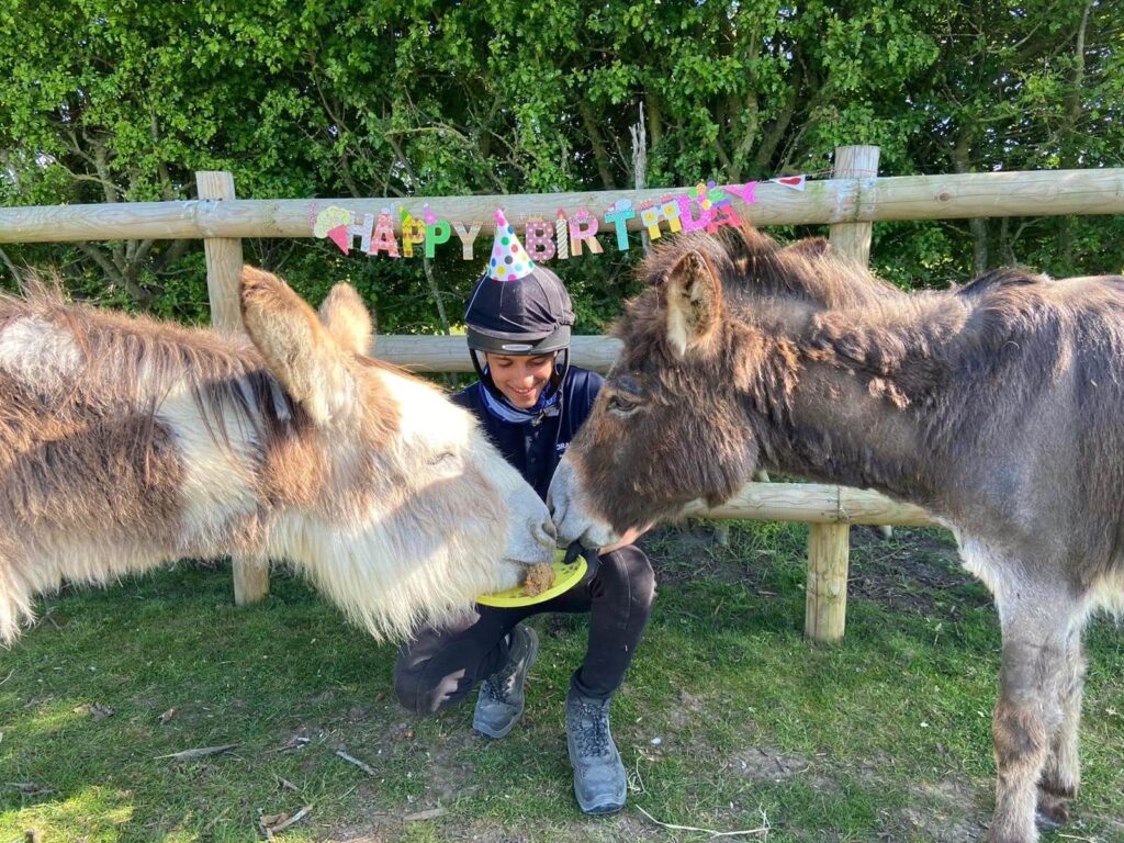 two donkeys sharing a birthday cake with a member of staff holding the plate and wearing a party hat