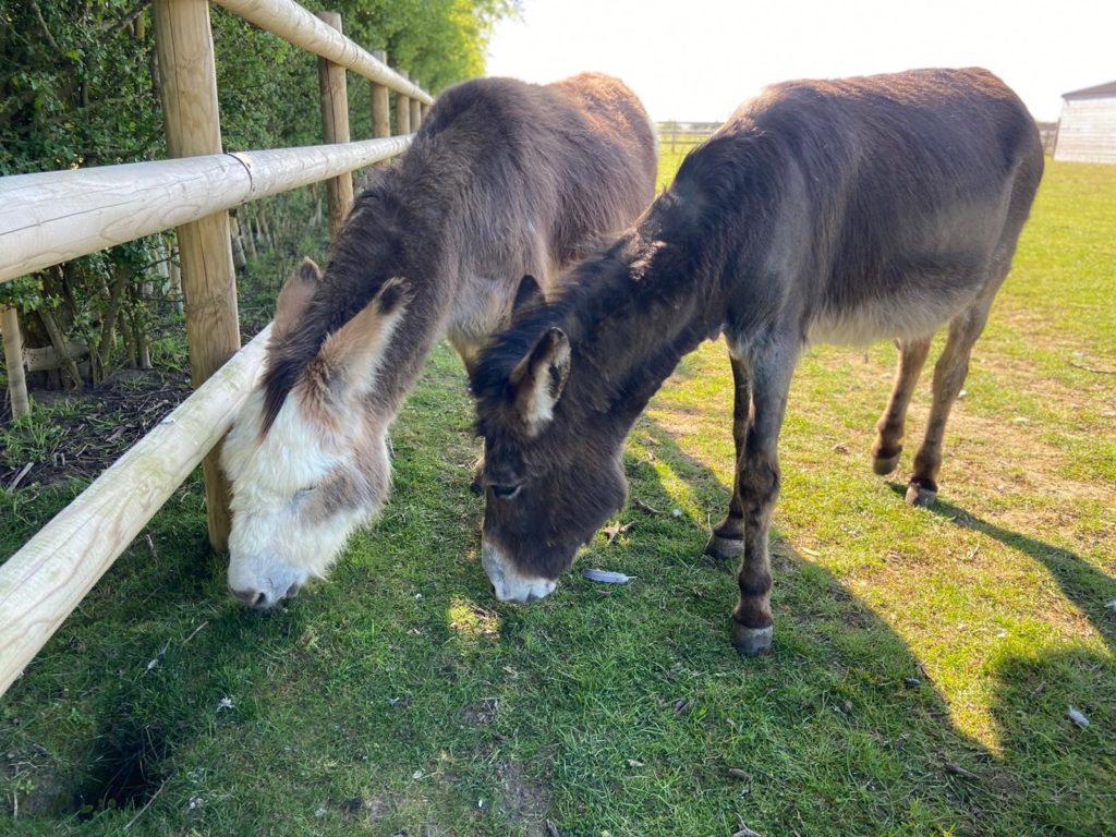 Bransby Horses Donkeys