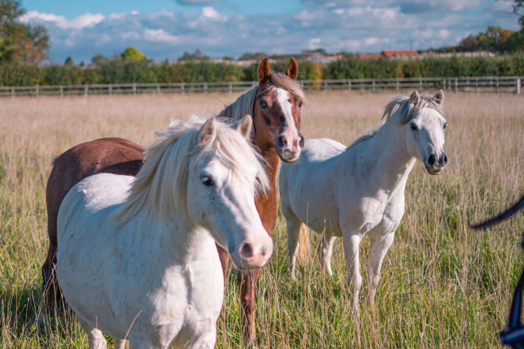 three horses stood in a field of long grass looking past the camera