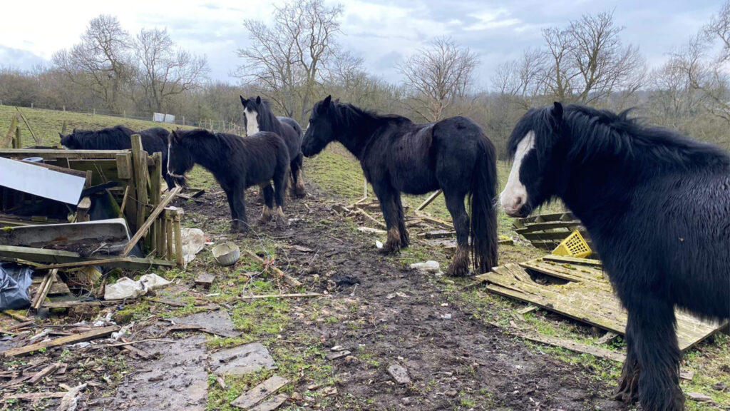 Ponies kept in an unsuitable environment