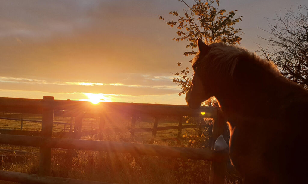 horse looking off into the sunset