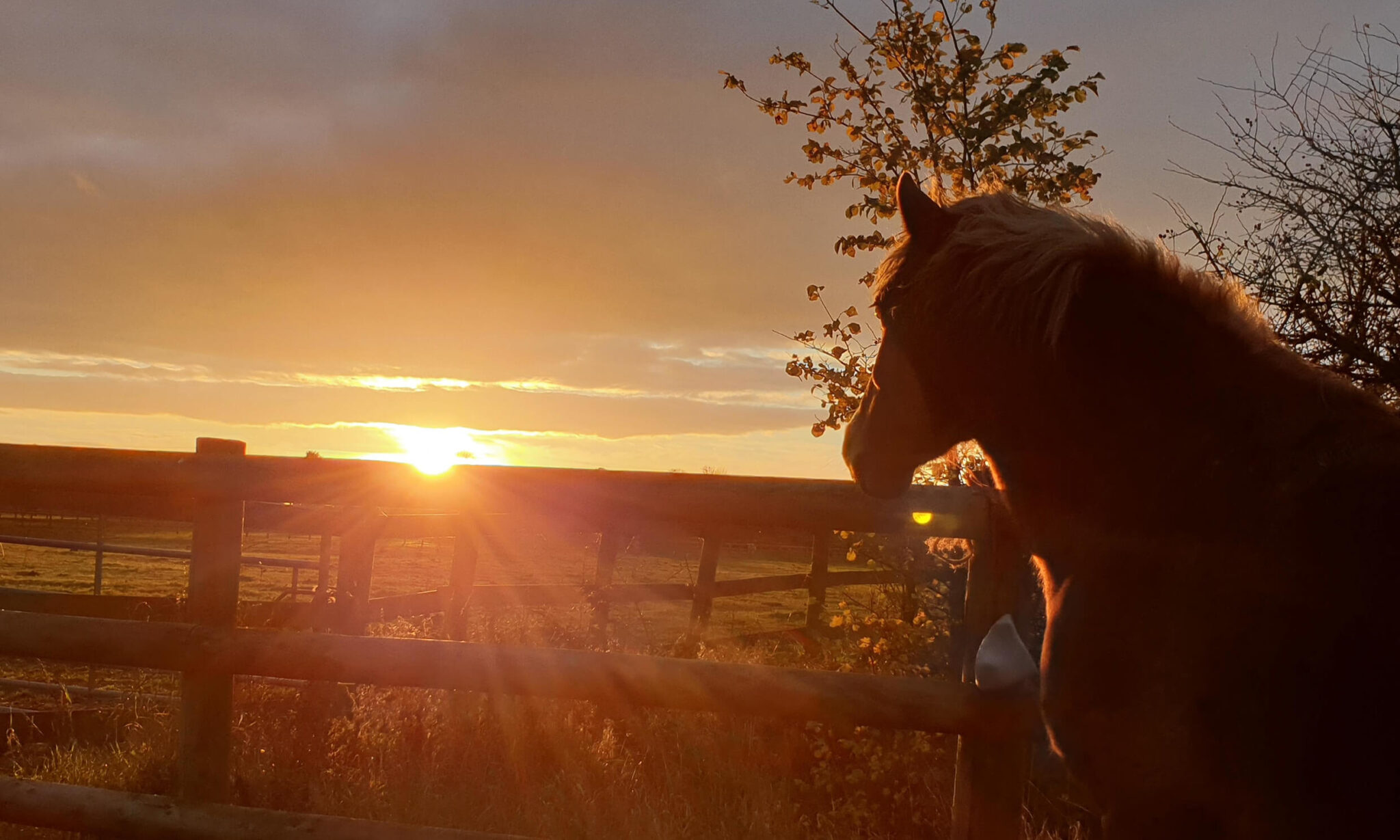 horse looking off into the sunset