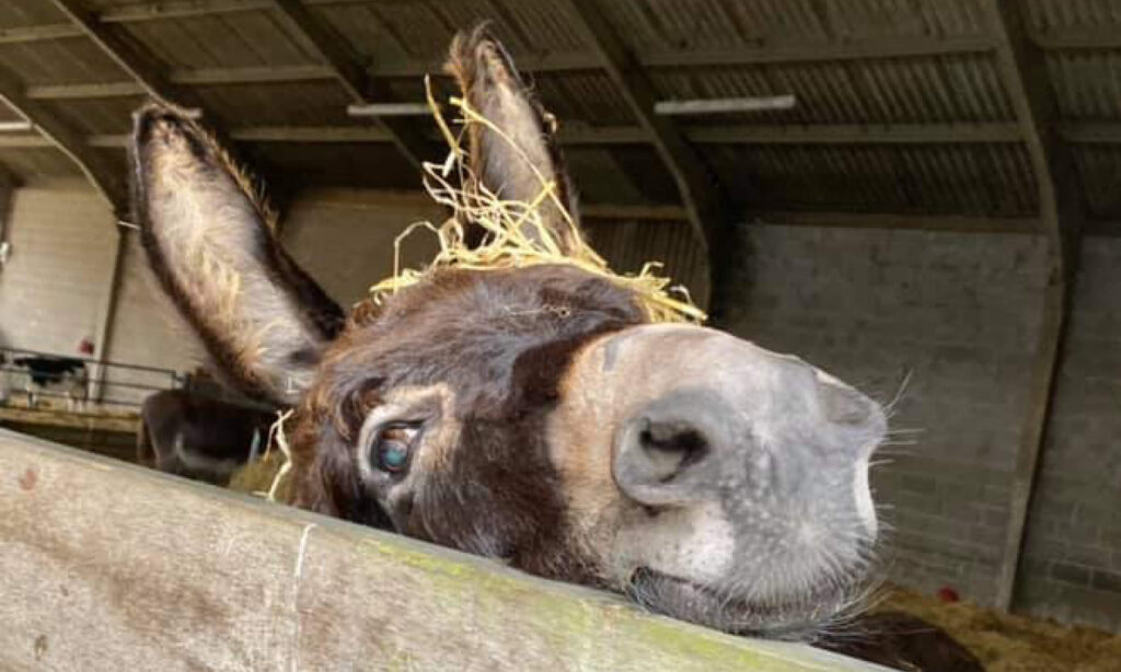 Donkey resting his head on gate