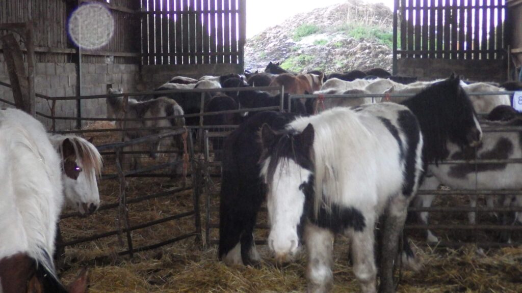 Surrey Farm Where Over 200 Animals Were Removed