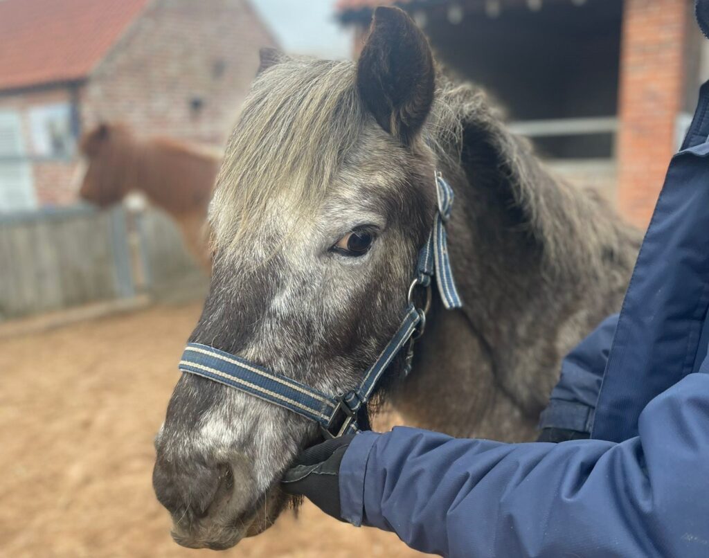 saliva/worming test of a grey pony