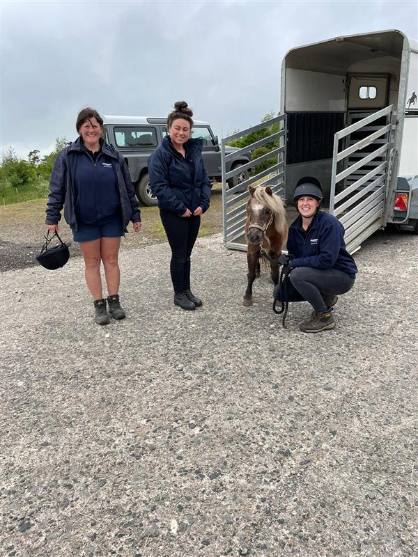 Shetland pony with the Bransby Horses Welfare team