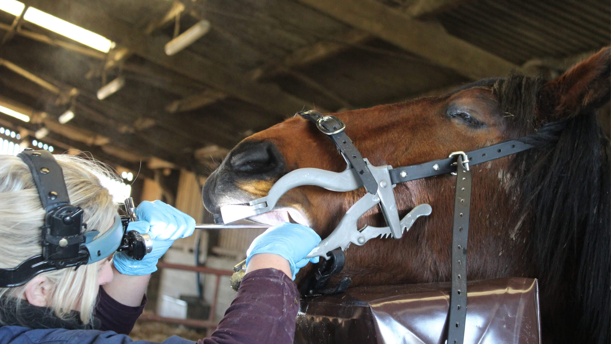 Equine Dental Care Bransby Horses