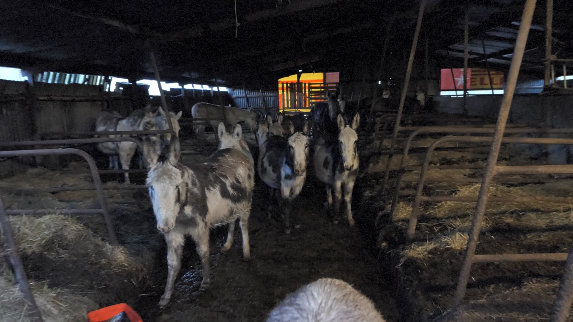 (c) The Donkey Sanctuary: Donkeys found in barn at location