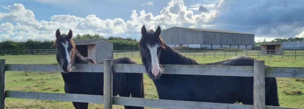 Help horses like Archimedes and Merlin here by Gift Aiding your donation