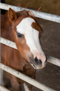 Foal, Coral