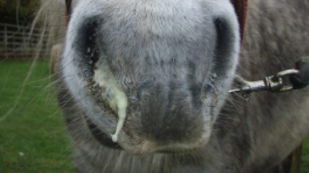 Horse with nasal discharge