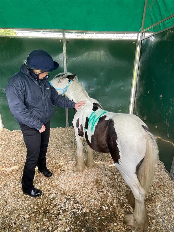 Bransby Horses team at Appleby Fair