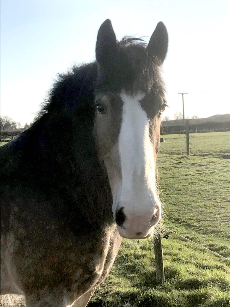 Hovis the horse stood in a field staring at the camera