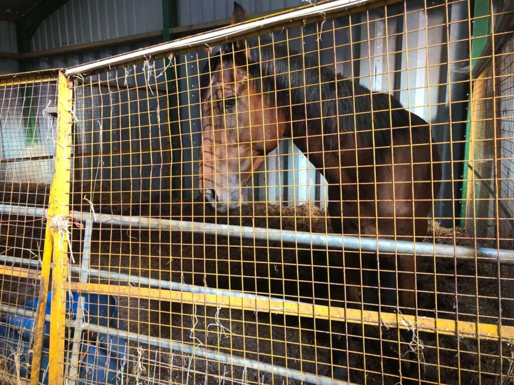 Horse in small pen: RSPCA picture