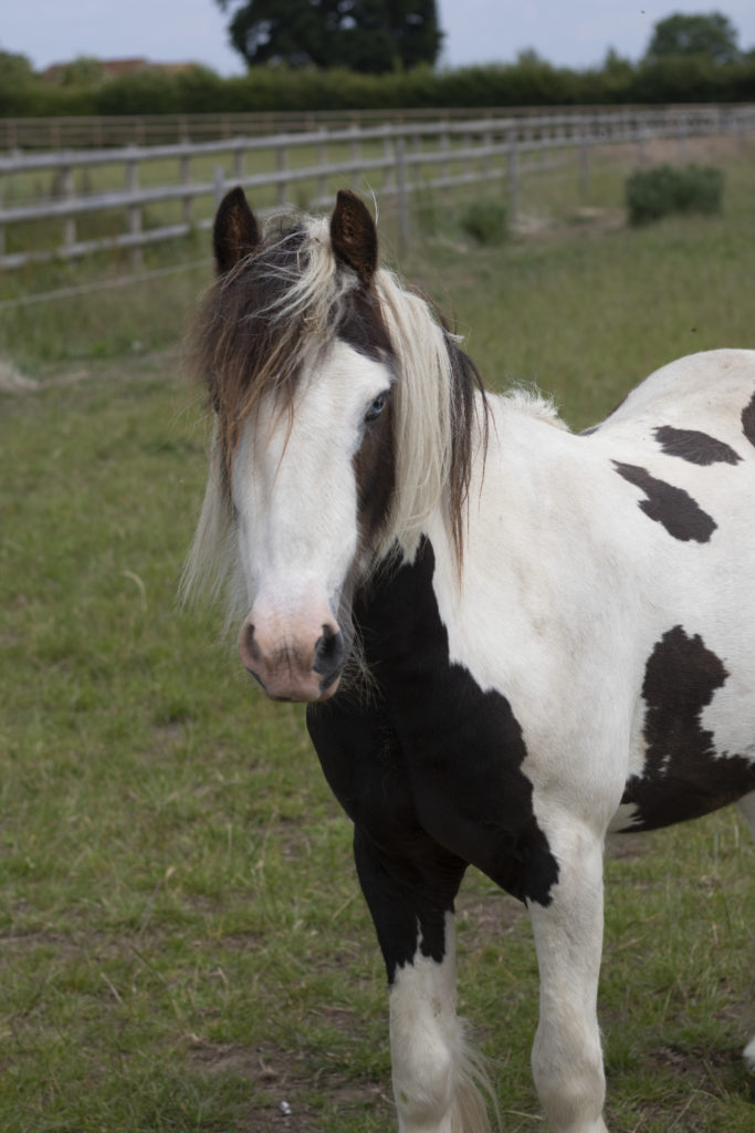 Brown and white pony looking at the camera