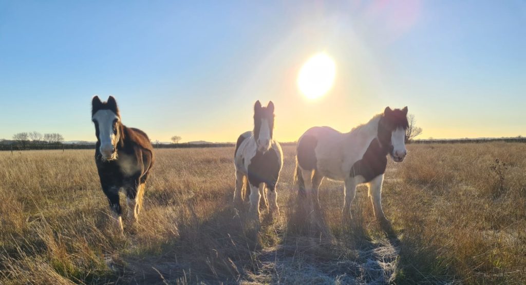 two black and white cobs next to a black cob standing in a field of long grass. The sun is setting behind them