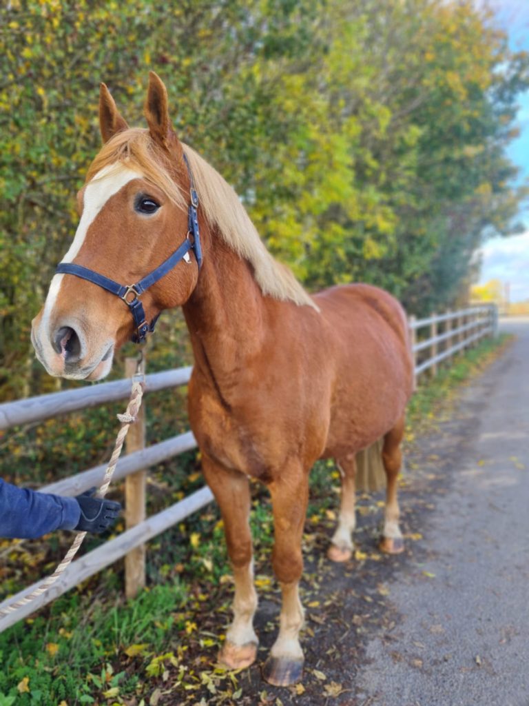 chestnut horse with a white nose wearing a blue headcollar and stood on a leafy path