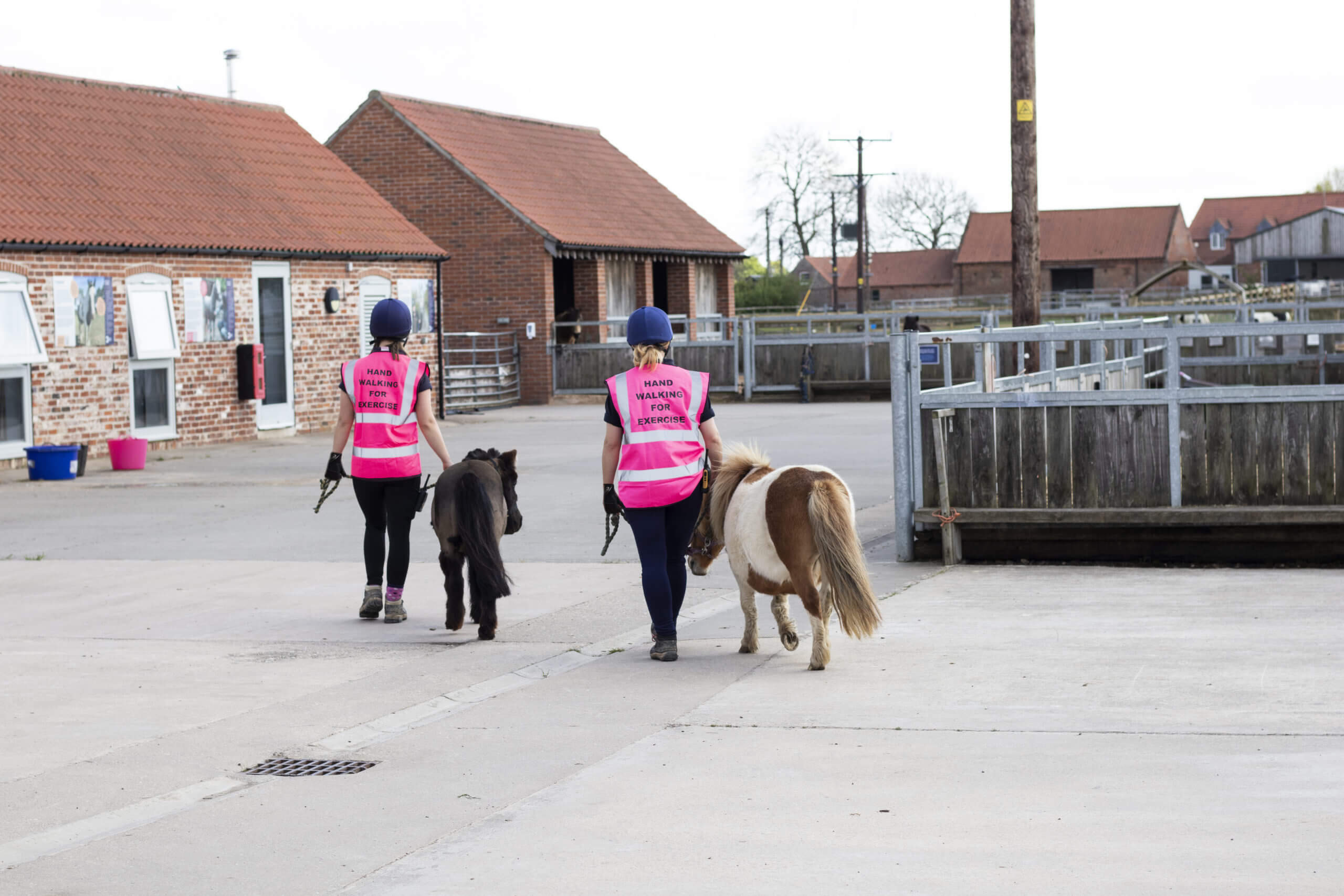 two members of staff handwalking shetland ponies through the visitor centre courtyard