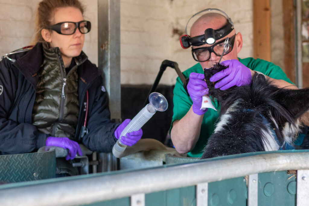 Donkey having laser surgery on an ear sarcoid