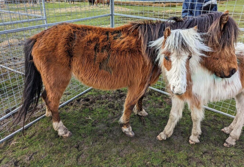 RSPCA Image of two abandoned in a pen being rescued