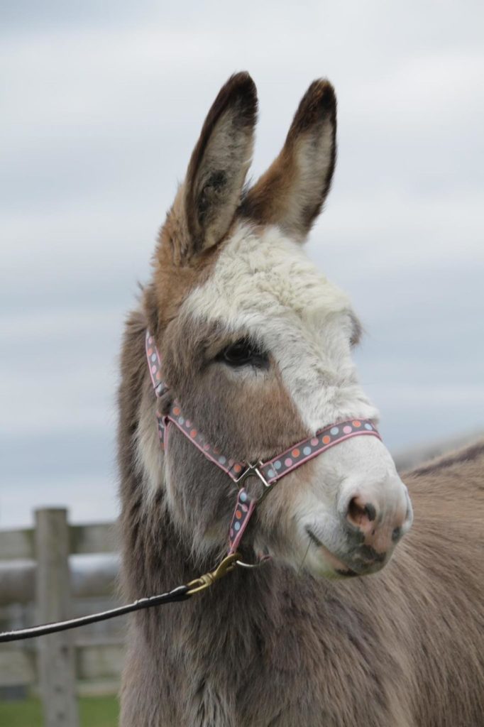 head shot of a grey and white donkey looking off to the side and wearing a spotted head collar