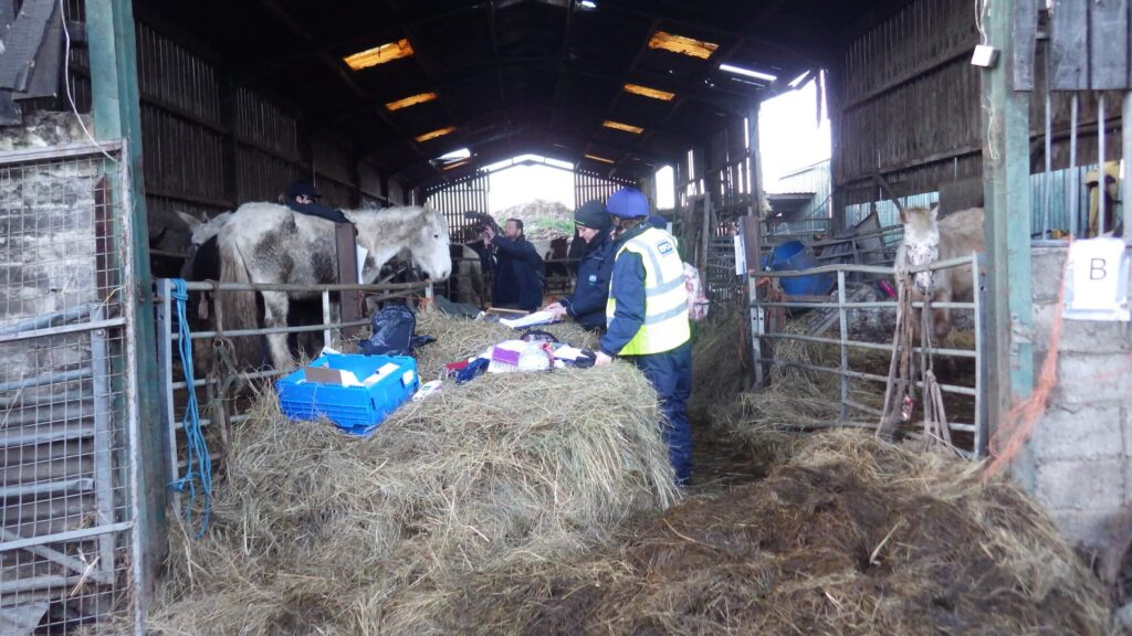 Images from an RSPCA rescue at a farm in ripley