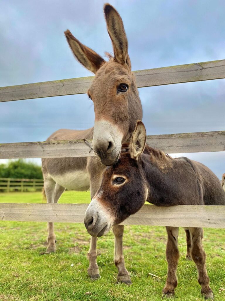 donkey and miniature donkeys resting their heads on top of each other