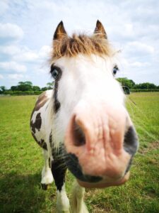 Gerald stood in a field and looking at the camera