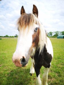 Gerald stood in a field and looking at the camera