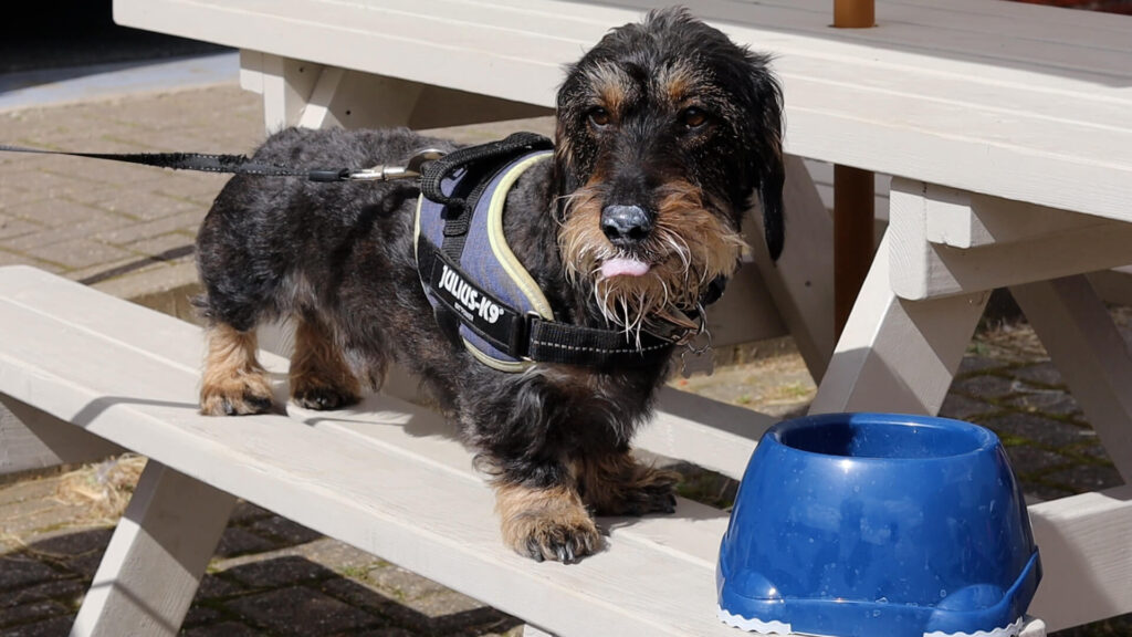 Dashund enjoying a puppachinno