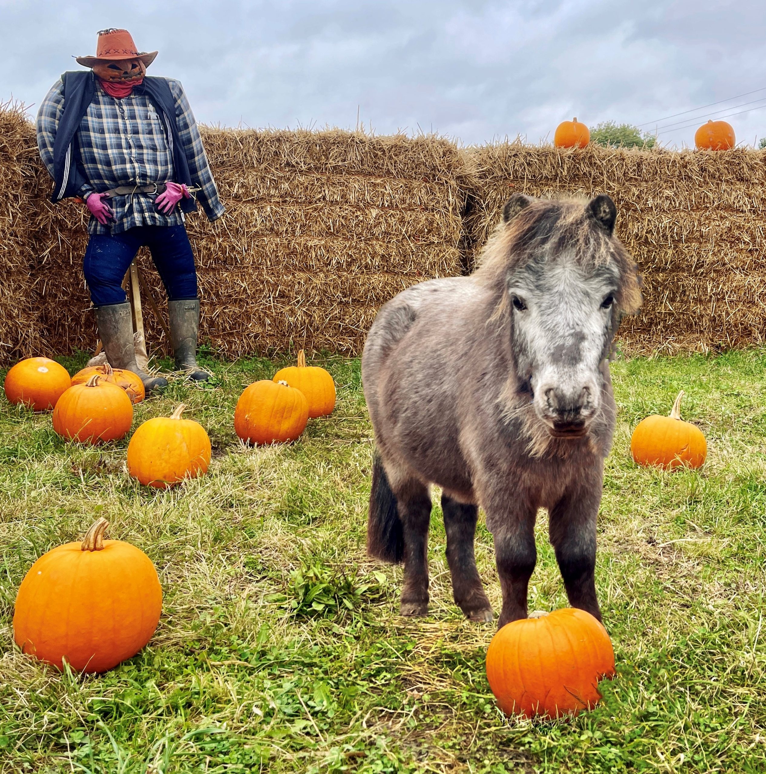 Pecan the Shetland pony on his pumpkin patch
