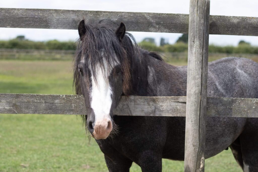 black cob with head through the fence