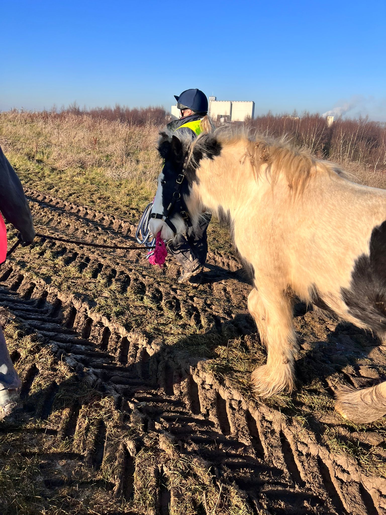 Pony rescued from landfill site