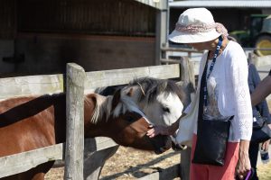 visitor stroking the nose of a chestnut pony poking his head through the fence, a grey pony stands next to him