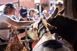 group of visitors stroking two donkeys in a barn, one piebald and one brown