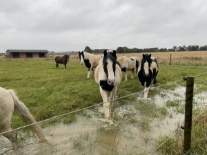 ponies stood in a flooded field behind a fence